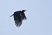 Black Woodpecker  - Luca Giussani