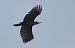 Black Woodpecker  - Luca Giussani