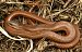 Orbettino italiano (Anguis veronensis) © Monique & Rémi Taïb-Fonters