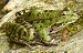 Rana dei Balcani (Pelophylax kurtmuelleri) © Monique & Rémi Taïb-Fonters