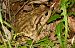 Rospo comune (Bufo bufo) © Monique & Rémi Taïb-Fonters
