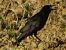 Cornacchia nera (Corvus corone) © Ivano Caldon