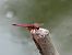 Trithemis annulata © Giovanni Boano