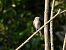 Grauschnäpper (Muscicapa striata) © Giovanni Boano