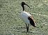 Ibis sacro (Threskiornis aethiopicus) © Giovanni Boano