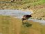 Beccaccino (Gallinago gallinago) © Giovanni Boano