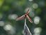 Trithemis annulata  - Giovanni Boano