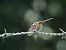 Trithemis annulata  - Giovanni Boano