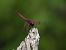 Trithemis annulata  - Giovanni Boano