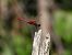 Trithemis annulata © Giovanni Boano