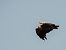 Vautour fauve (Gyps fulvus) © Bruno Santucci