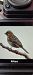 Zigolo nero (Emberiza cirlus) © Pamela O'shaughnessy