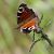 Aglais io © Fabio Angeli