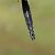 Somatochlora alpestris  - Fabio Angeli