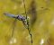 Orthetrum brunneum © Fabio Angeli