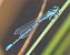 Coenagrion puella  - Fabio Angeli