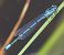 Coenagrion puella © Fabio Angeli