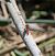 Sympetrum sanguineum  - Fabio Angeli