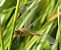 Sympetrum vulgatum  - Fabio Angeli