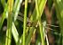 Sympetrum vulgatum  - Fabio Angeli