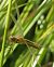 Sympetrum vulgatum  - Fabio Angeli