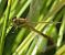Sympetrum vulgatum © Fabio Angeli