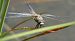 Libellula quadrimaculata  - Fabio Angeli