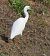 Garzetta (Egretta garzetta) © Fabio Angeli
