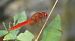 Crocothemis erythraea  - Fabio Angeli