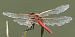 Sympetrum fonscolombei  - Fabio Angeli