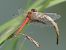 Sympetrum fonscolombei  - Fabio Angeli
