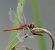 Sympetrum fonscolombei © Fabio Angeli