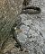 Natrice dal collare settentrionale (Natrix natrix) © Fabio Angeli