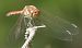 Sympetrum striolatum  - Fabio Angeli