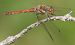 Common Darter (Sympetrum striolatum) © Fabio Angeli