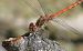 Sympetrum striolatum  - Fabio Angeli