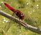 Crocothemis erythraea  - Fabio Angeli