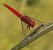 Crocothemis erythraea © Fabio Angeli