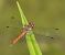 Sympetrum striolatum  - Fabio Angeli