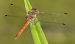 Sympetrum striolatum © Fabio Angeli