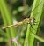 Sympetrum fonscolombei  - Fabio Angeli