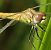 Sympetrum fonscolombei © Fabio Angeli