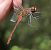 Sympetrum sanguineum  - Fabio Angeli