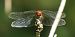 Sympetrum sanguineum  - Fabio Angeli