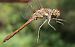 Sympetrum striolatum  - Fabio Angeli
