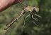 Sympetrum striolatum © Fabio Angeli