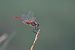Sympetrum fonscolombei © Giovanni Fontanesi