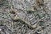 Vipera comune (Vipera aspis) © Giovanni Fontanesi