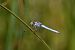Orthetrum brunneum © Giovanni Fontanesi