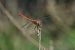 Sympétrum sanguin (Sympetrum sanguineum) © Giovanni Fontanesi